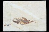 Bargain, Cretaceous Fossil Fish (Armigatus) - Lebanon #102566-1